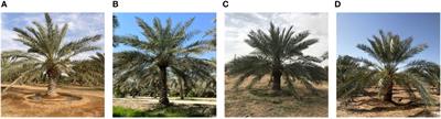 DPXception: a lightweight CNN for image-based date palm species classification